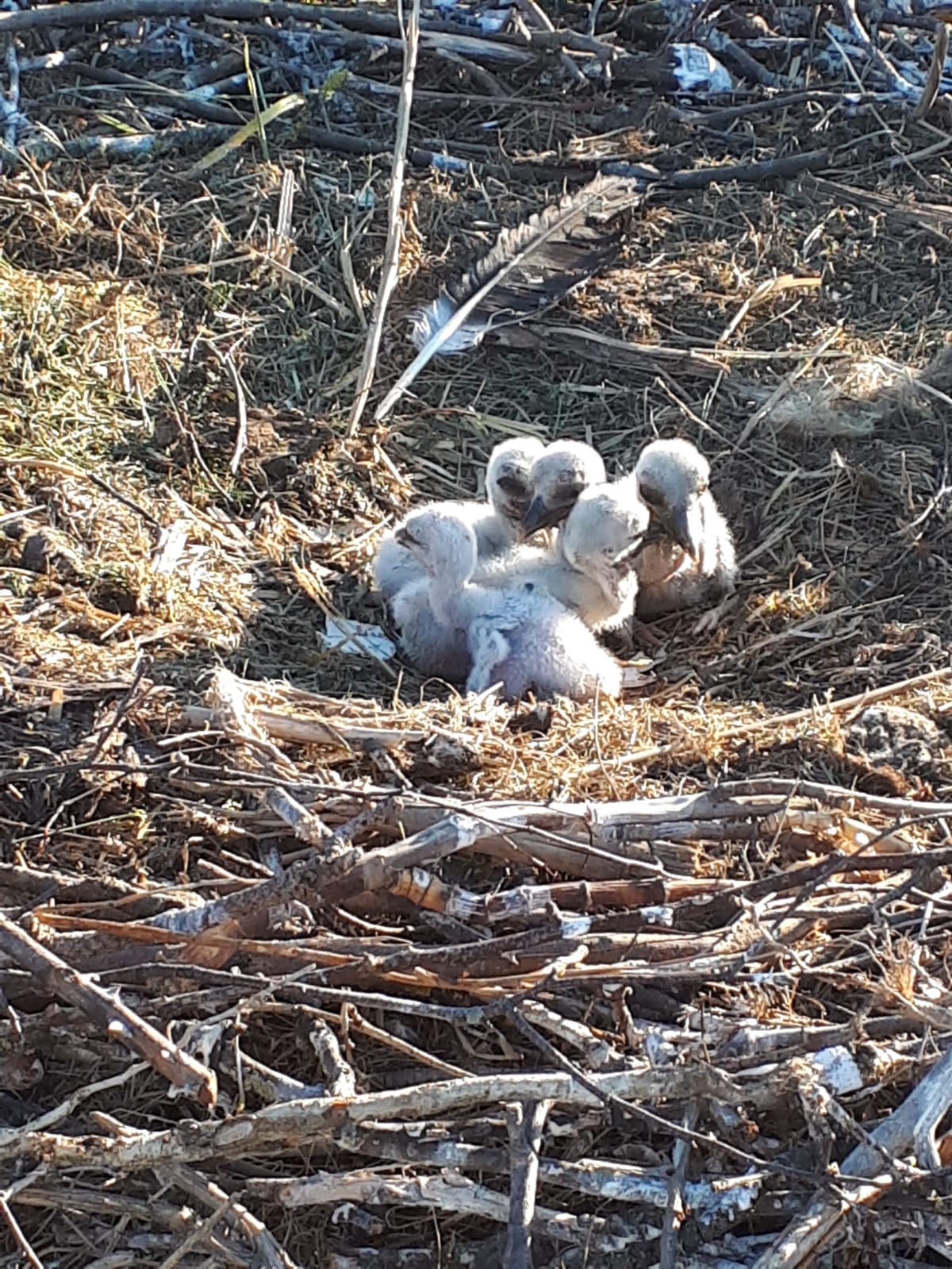 Jungstörche im Nest